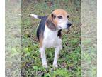 Beagle DOG FOR ADOPTION RGADN-1229840 - Remi III - Beagle Dog For Adoption