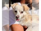 Spaniel Mix DOG FOR ADOPTION RGADN-1229844 - Frosty - Terrier / Spaniel / Mixed