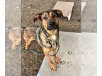 Shepradors DOG FOR ADOPTION RGADN-1229846 - BRUNHILDA - German Shepherd Dog /