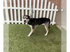 American Pit Bull Terrier-Siberian Husky Mix DOG FOR ADOPTION RGADN-1229847 -
