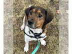 Beagle-Welsh Springer Spaniel Mix DOG FOR ADOPTION RGADN-1229848 - HUNTER -