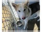 Mix DOG FOR ADOPTION RGADN-1229930 - LIZZIE - Husky (medium coat) Dog For