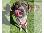 German Shorthaired Pointer Mix DOG FOR ADOPTION RGADN-1229932 - Sea Biscuit -