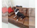 Border Collie Mix DOG FOR ADOPTION RGADN-1229933 - Jude - Border Collie /