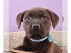 Boxador DOG FOR ADOPTION RGADN-1229936 - Mary's Little Labs - Whisper - Labrador