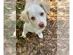 Spaniel Mix DOG FOR ADOPTION RGADN-1229960 - Fudd - Spaniel / Mixed Dog For