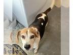 Beagle DOG FOR ADOPTION RGADN-1229963 - Jax - Beagle Dog For Adoption