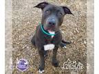 American Pit Bull Terrier Mix DOG FOR ADOPTION RGADN-1229982 - MAKENZIE - Pit