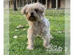 Silky Terrier Mix DOG FOR ADOPTION RGADN-1229983 - KAZOO - Silky Terrier / Mixed