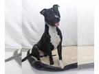 American Pit Bull Terrier Mix DOG FOR ADOPTION RGADN-1229984 - *FREDDIE PITTS