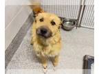 German Shepherd Dog-Schnauzer (Giant) Mix DOG FOR ADOPTION RGADN-1230020 -