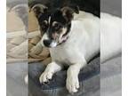 Jack Russell Terrier Mix DOG FOR ADOPTION RGADN-1230042 - Sue Day Z - Jack