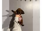 Redbone Coonhound Mix DOG FOR ADOPTION RGADN-1230043 - Odette (GA) - Redbone