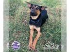 German Shepherd Dog Mix DOG FOR ADOPTION RGADN-1230064 - MICAH - German Shepherd