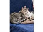 Adopt Leopard And Tiger kitty soul brothers! a American Shorthair