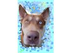 Adopt Spearmint Pup a Australian Kelpie