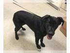 Labrador Retriever Mix DOG FOR ADOPTION RGADN-1230084 - Dog - Labrador Retriever