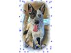 Adopt Tom Sawyer!! a Australian Cattle Dog / Blue Heeler