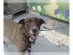 Collie-Labrador Retriever Mix DOG FOR ADOPTION RGADN-1230099 - ANN-TIQUE -