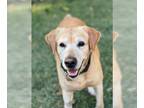 Labrador Retriever DOG FOR ADOPTION RGADN-1230104 - Oscar - Labrador Retriever