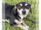 Doxle DOG FOR ADOPTION RGADN-1230112 - Elle - Dachshund / Beagle / Mixed Dog For
