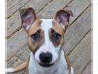 American Pit Bull Terrier Mix DOG FOR ADOPTION RGADN-1230121 - Skye - Pit Bull