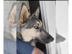 German Shepherd Dog-Huskies Mix DOG FOR ADOPTION RGADN-1230123 - Kai - German