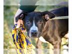 Borador DOG FOR ADOPTION RGADN-1230124 - Puppies, Puppies - Border Collie /