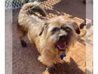 Wheaten Terrier Mix DOG FOR ADOPTION RGADN-1230125 - Brody - Wheaten Terrier /