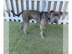 American Pit Bull Terrier DOG FOR ADOPTION RGADN-1230133 - *VINO - Pit Bull