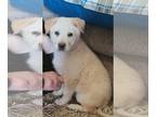 Great Pyrenees Mix DOG FOR ADOPTION RGADN-1230154 - Cub - Great Pyrenees / Mixed