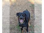 Rottweiler Mix DOG FOR ADOPTION RGADN-1230170 - Sophia - Rottweiler / Mixed