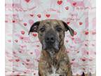 American Pit Bull Terrier Mix DOG FOR ADOPTION RGADN-1230221 - Blake ***COURTESY