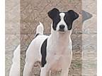 Jack Russell Terrier Mix DOG FOR ADOPTION RGADN-1230236 - Scooby - Jack Russell