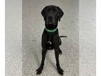 Great Dane DOG FOR ADOPTION RGADN-1230238 - Mufasa - Great Dane Dog For Adoption