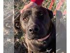 Labrador Retriever Mix DOG FOR ADOPTION RGADN-1230240 - Twyla - Labrador