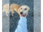 Huskies -Labrador Retriever Mix DOG FOR ADOPTION RGADN-1230246 - Charlotte -