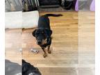 Labrottie DOG FOR ADOPTION RGADN-1230259 - Athena - Rottweiler / Labrador