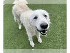 Great Pyrenees DOG FOR ADOPTION RGADN-1230265 - WINNIE - Great Pyrenees (medium