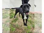 Boxador DOG FOR ADOPTION RGADN-1230279 - ALTUVE - Labrador Retriever / Boxer /