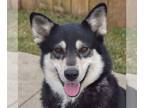 Alaskan Malamute-Huskies Mix DOG FOR ADOPTION RGADN-1230282 - Piper - Alaskan