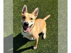 Huskies -Labrador Retriever Mix DOG FOR ADOPTION RGADN-1230283 - Taylor - Husky