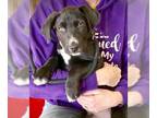 Labrador Retriever Mix DOG FOR ADOPTION RGADN-1230284 - Philly - Labrador