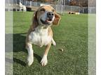 Beagle DOG FOR ADOPTION RGADN-1230286 - Rumor - Beagle (short coat) Dog For