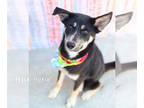 German Shepherd Dog-Huskies Mix DOG FOR ADOPTION RGADN-1230287 - Beryl - German