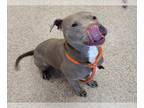 American Pit Bull Terrier DOG FOR ADOPTION RGADN-1230299 - HONEY - Pit Bull