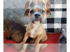 Boxer Mix DOG FOR ADOPTION RGADN-1230312 - HEIDI - Boxer / Mixed (medium coat)