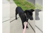 Labrador Retriever Mix DOG FOR ADOPTION RGADN-1230321 - Adalia - Labrador