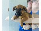 Basset Hound-Labrador Retriever Mix DOG FOR ADOPTION RGADN-1230322 - Gidget -