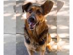 German Shepherd Dog Mix DOG FOR ADOPTION RGADN-1230333 - Zion - German Shepherd